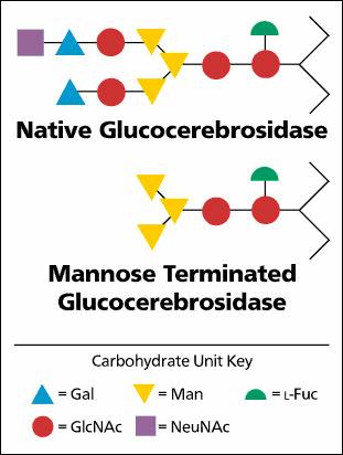 Native Glucocerebrosidase와 Mannose Terminated Glucocerebrosidase의 각각의 효소와 단백질의 결합